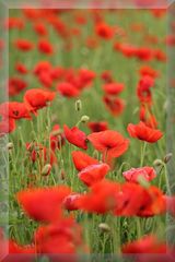 poppies