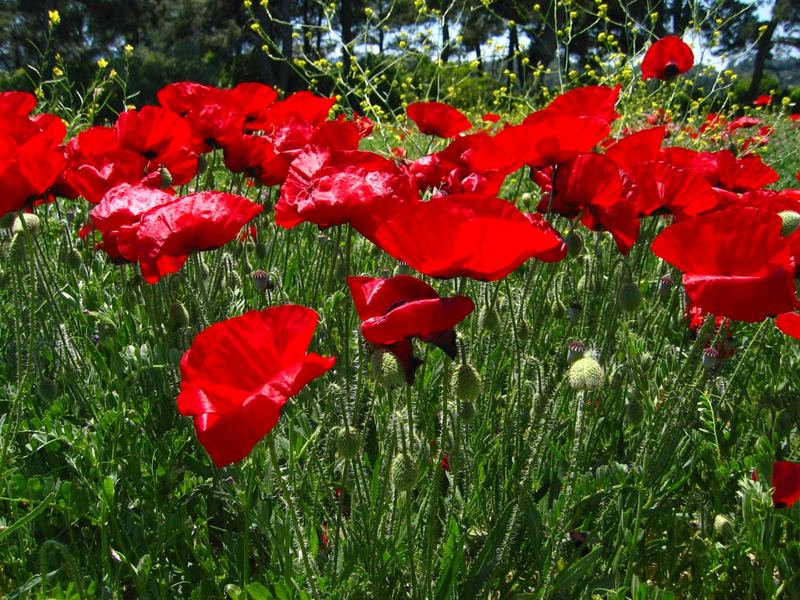 Poppies