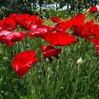 Poppies