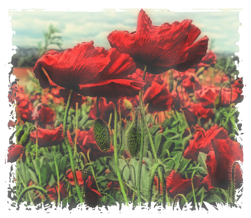 poppies