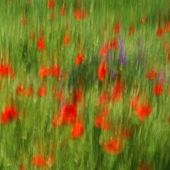 poppies