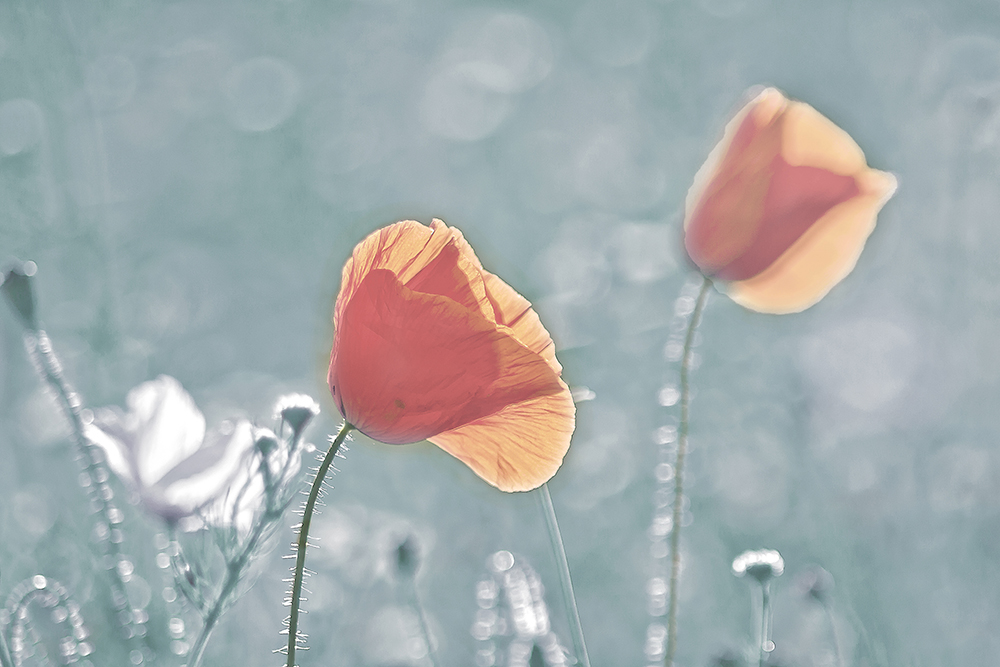 Poppies 4