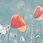 Poppies 4