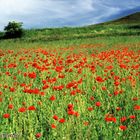 poppies