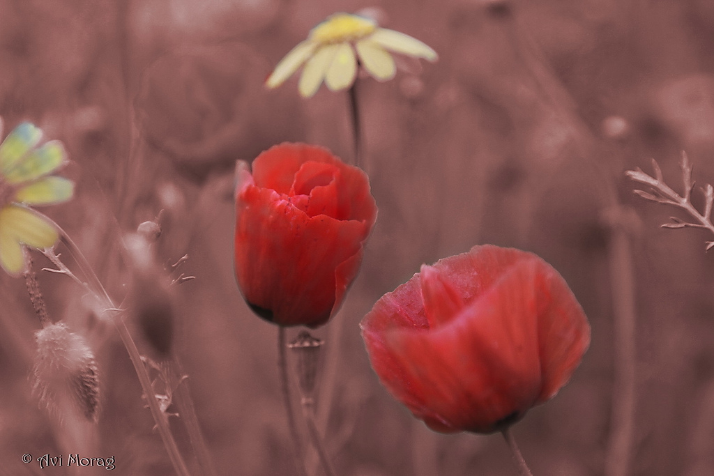 Poppies