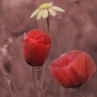 Poppies