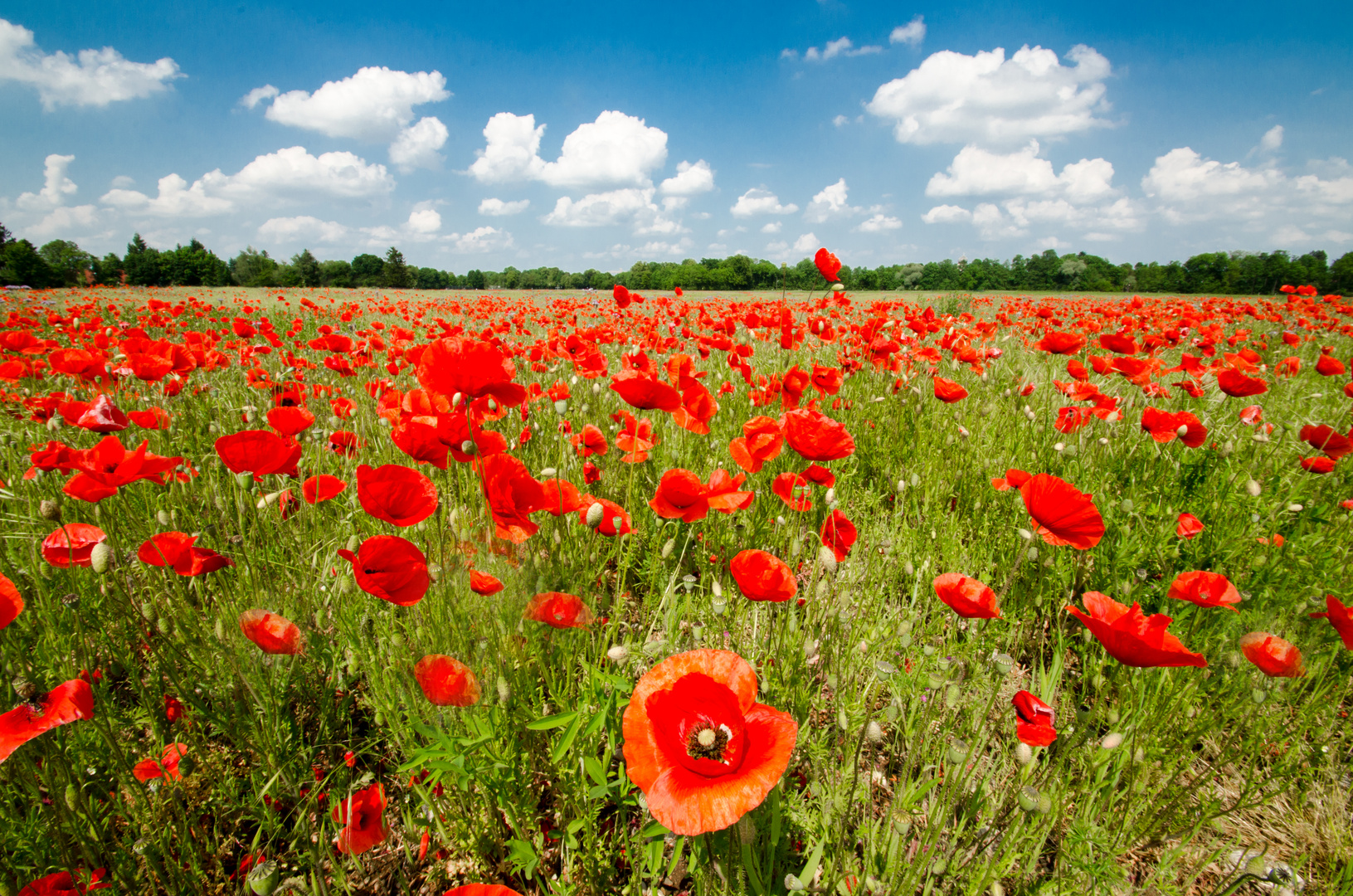 "poppies"