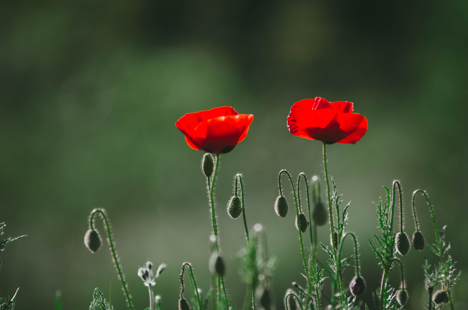 poppies