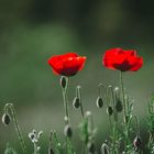 poppies