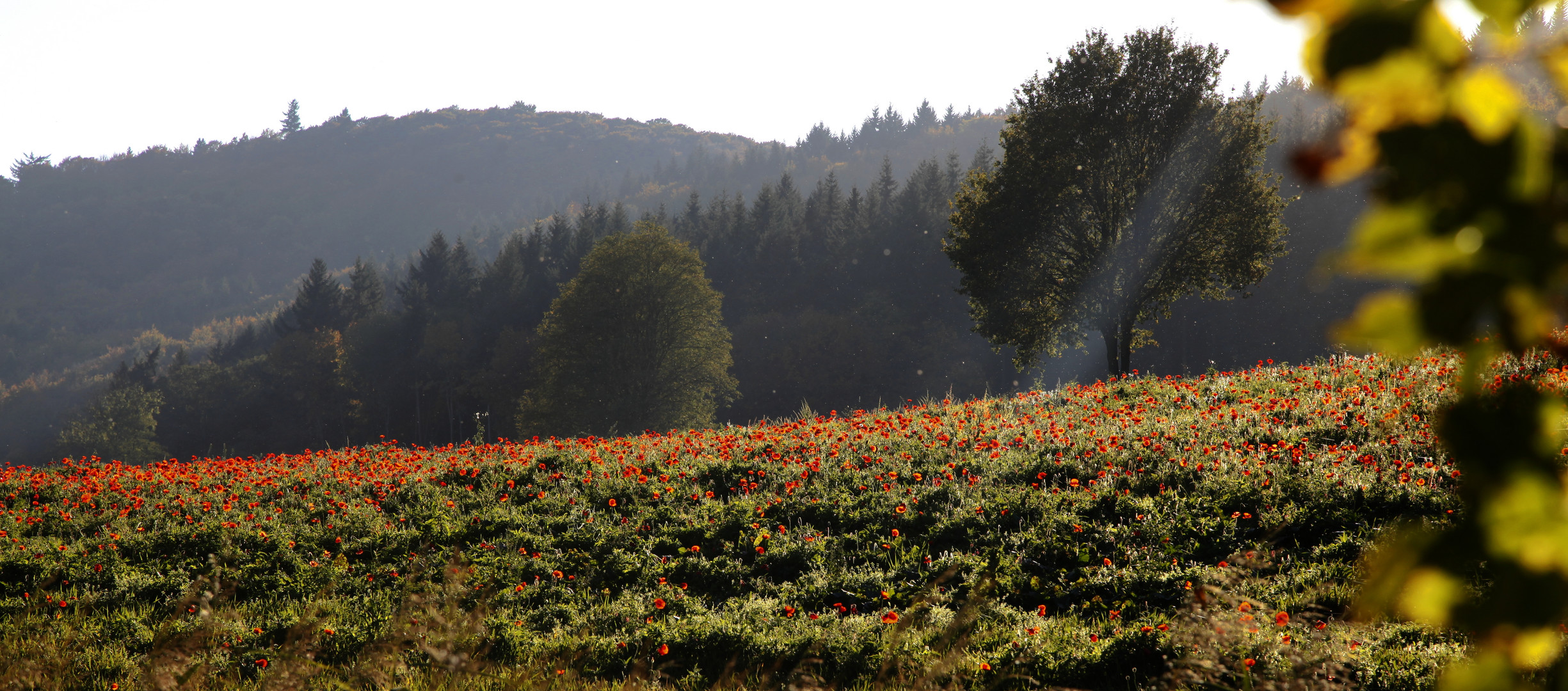 Poppies