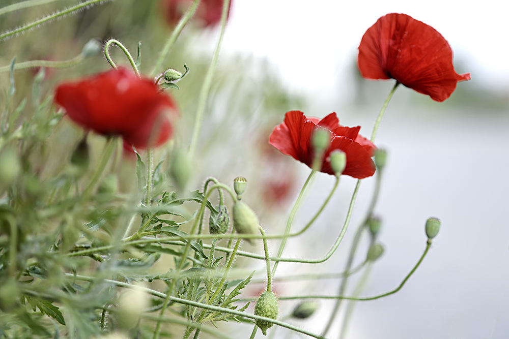 Poppies