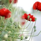 Poppies