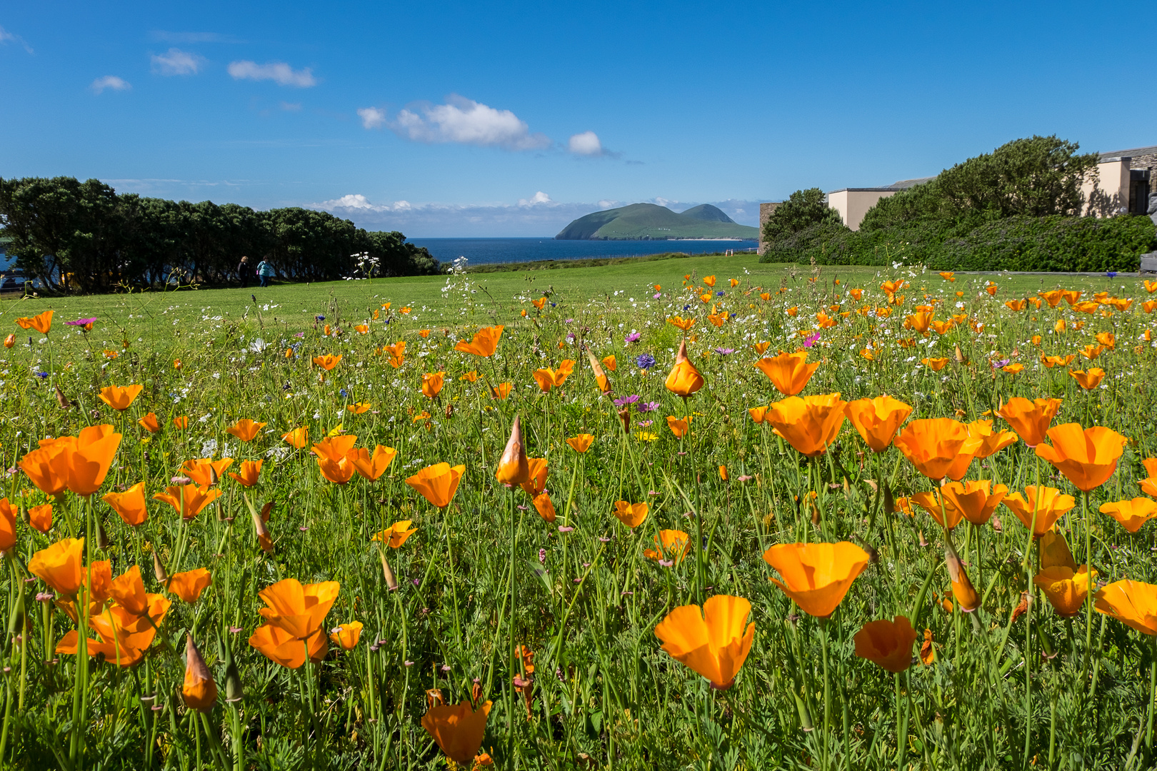 Poppies