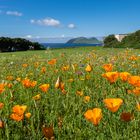 Poppies