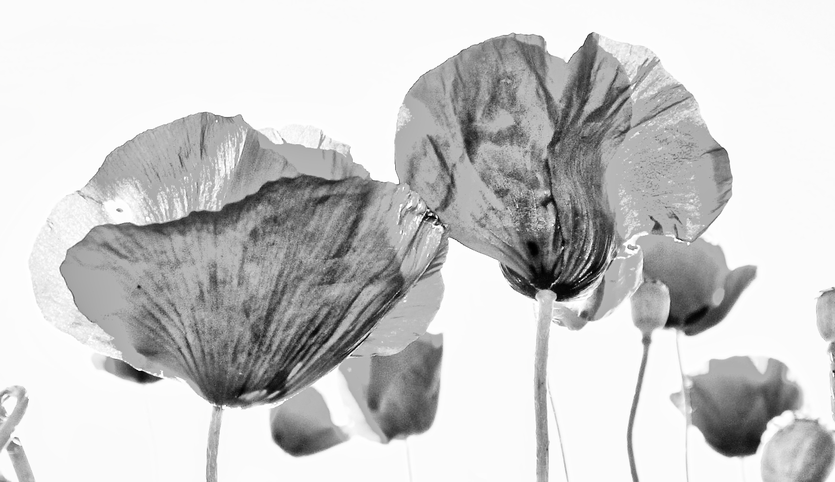 poppies