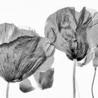 poppies