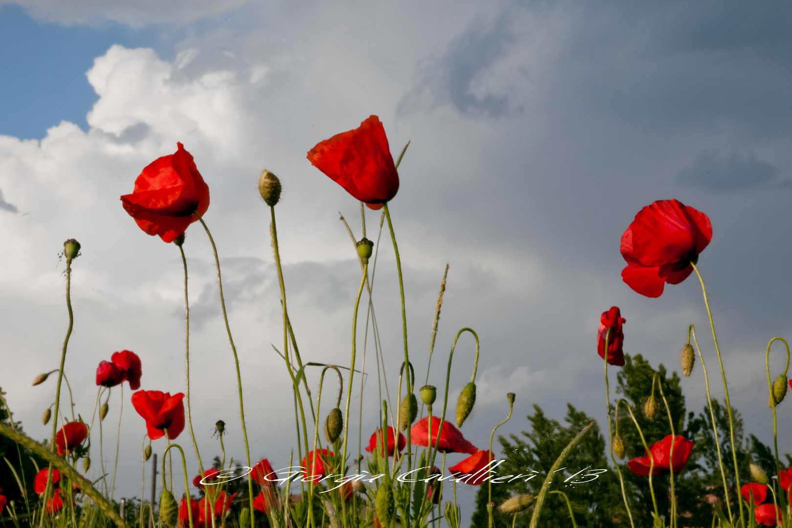 Poppies