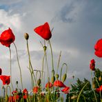 Poppies