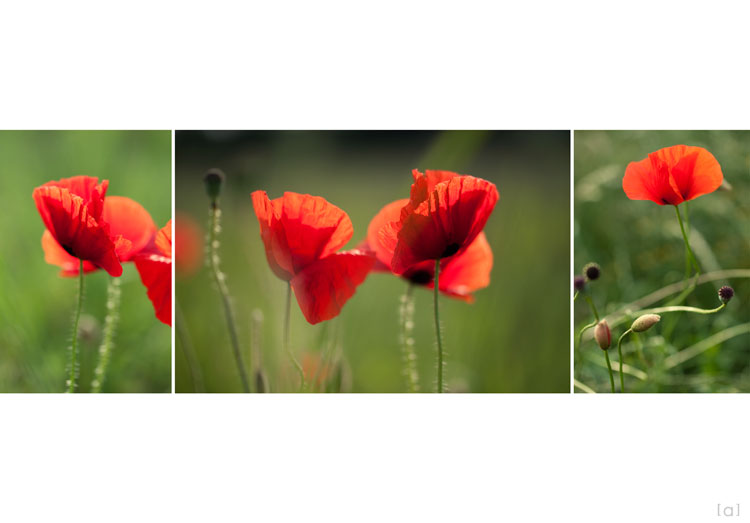 [ poppies ]