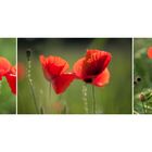 [ poppies ]