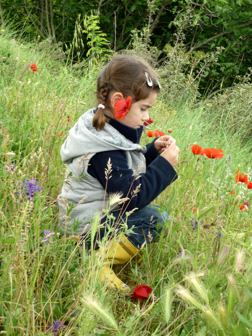 'poppies"