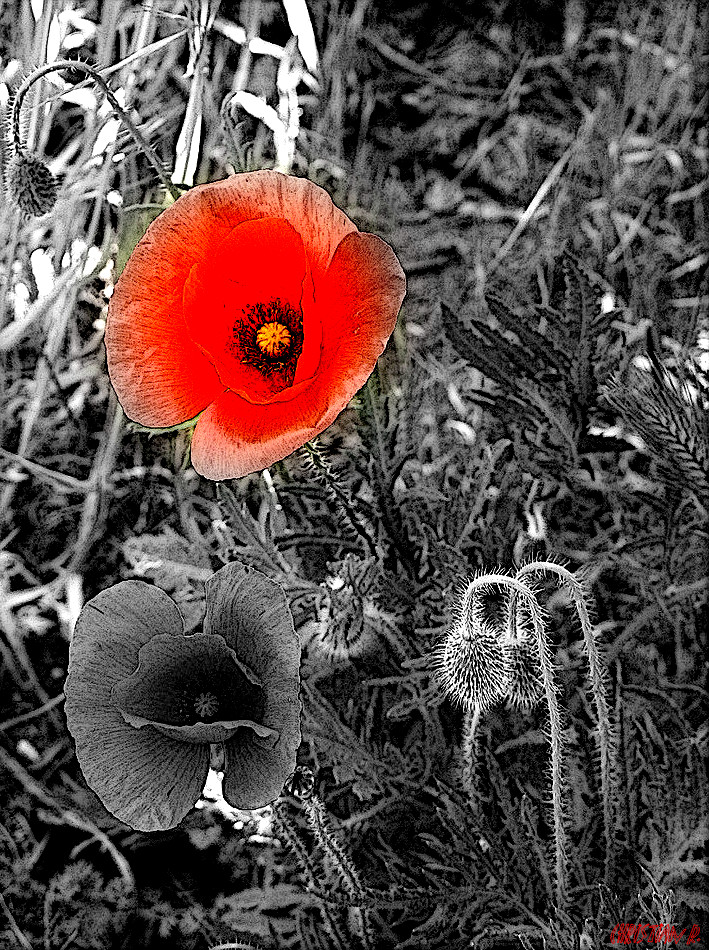 Poppies...