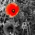 Poppies...