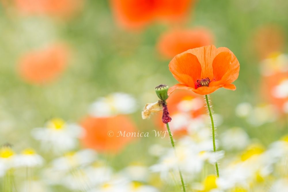 Poppies ....