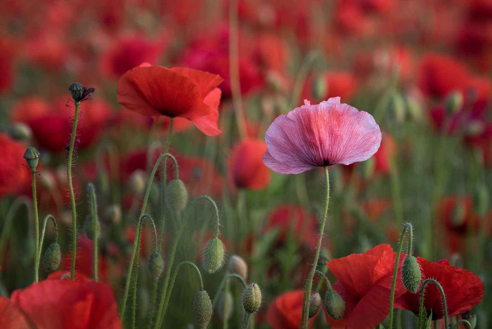 Poppies