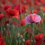 Poppies