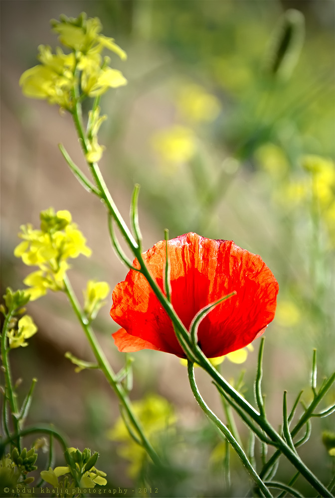 Poppies