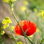 Poppies