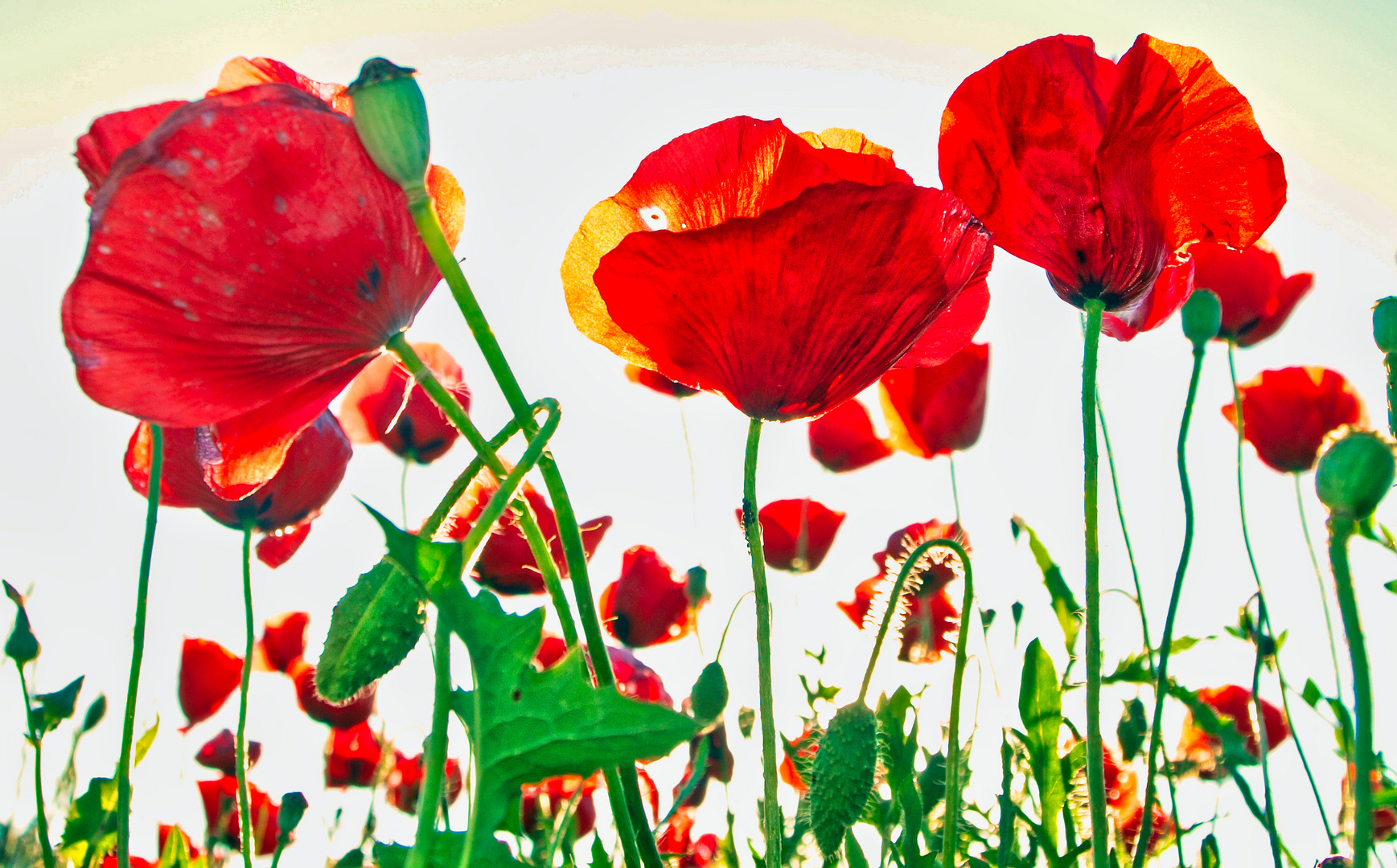 poppies