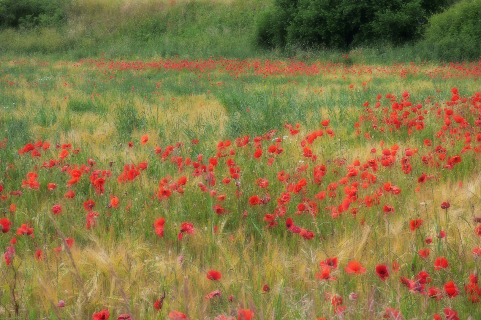 Poppies