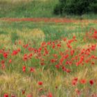 Poppies