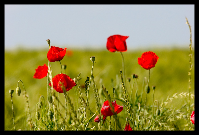 Poppies