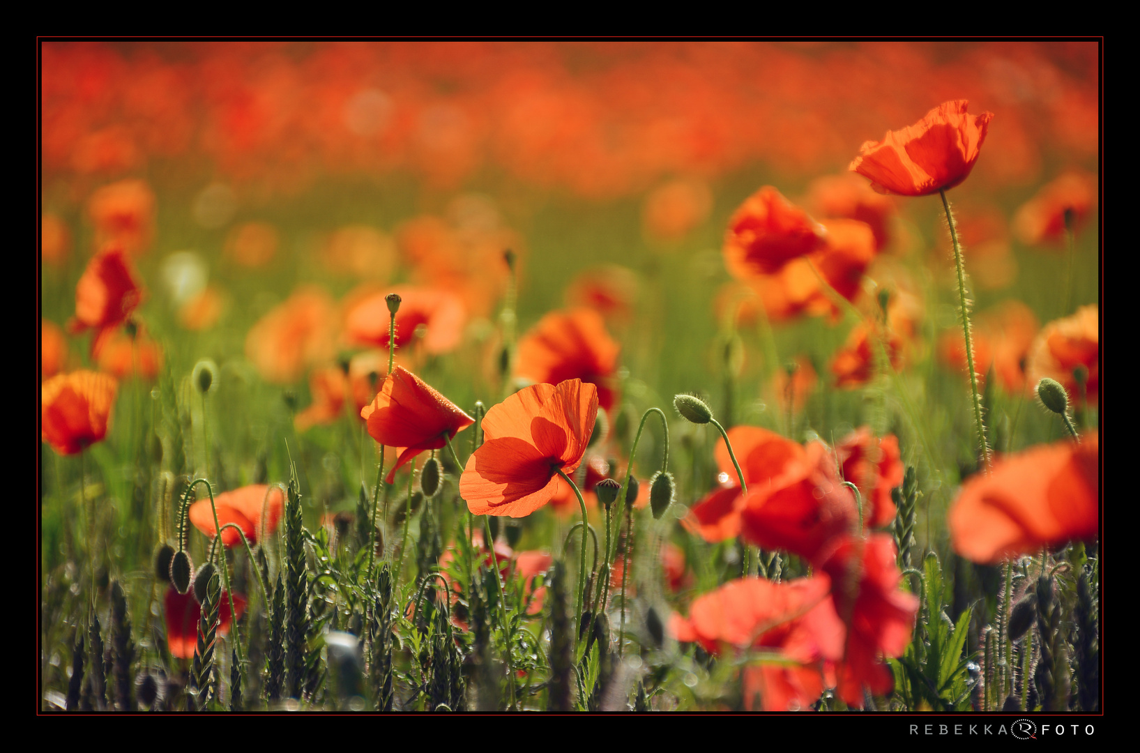 Poppies