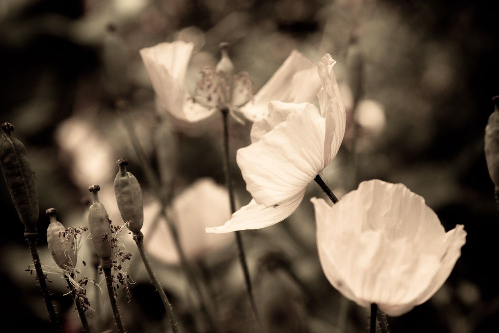 poppies