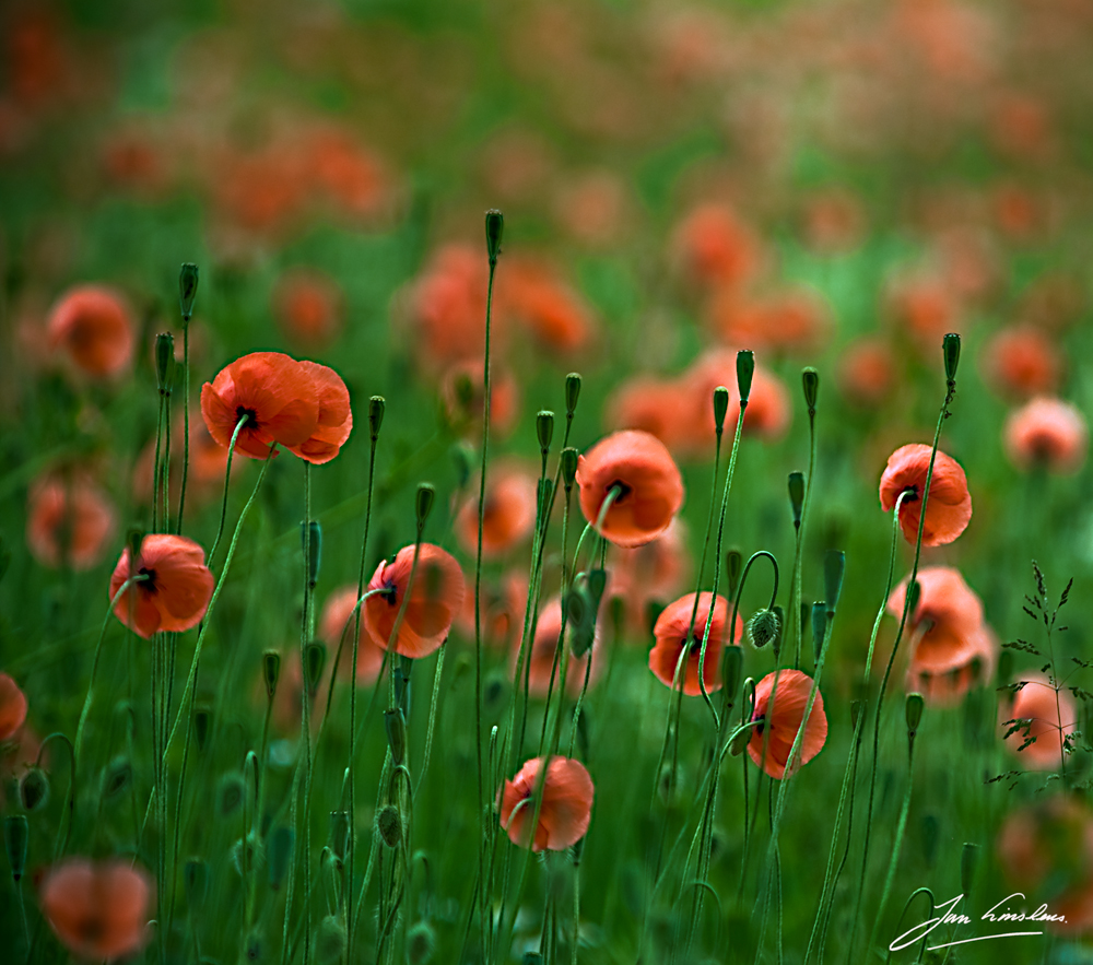 Poppies