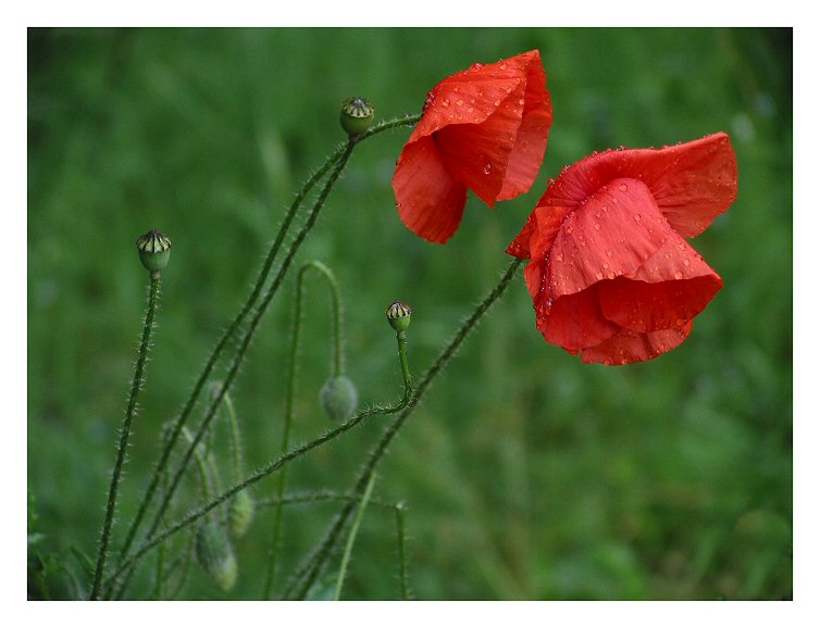 Poppies after the rain