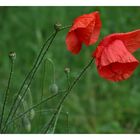 Poppies after the rain