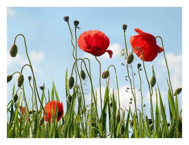 Poppies against the sky #2