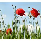 Poppies against the sky #2