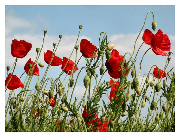 Poppies against the sky