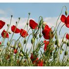 Poppies against the sky