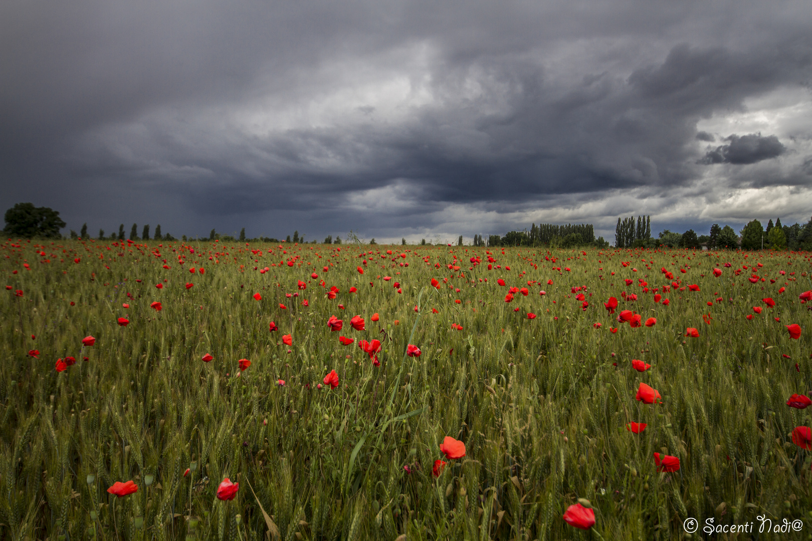 POPPIES AND CLOUDS