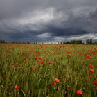 POPPIES AND CLOUDS