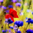 poppies and cornflowers