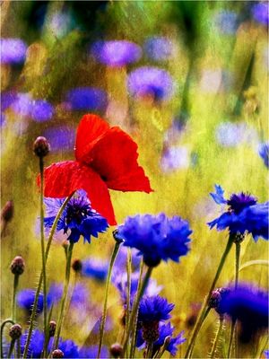 poppies and cornflowers