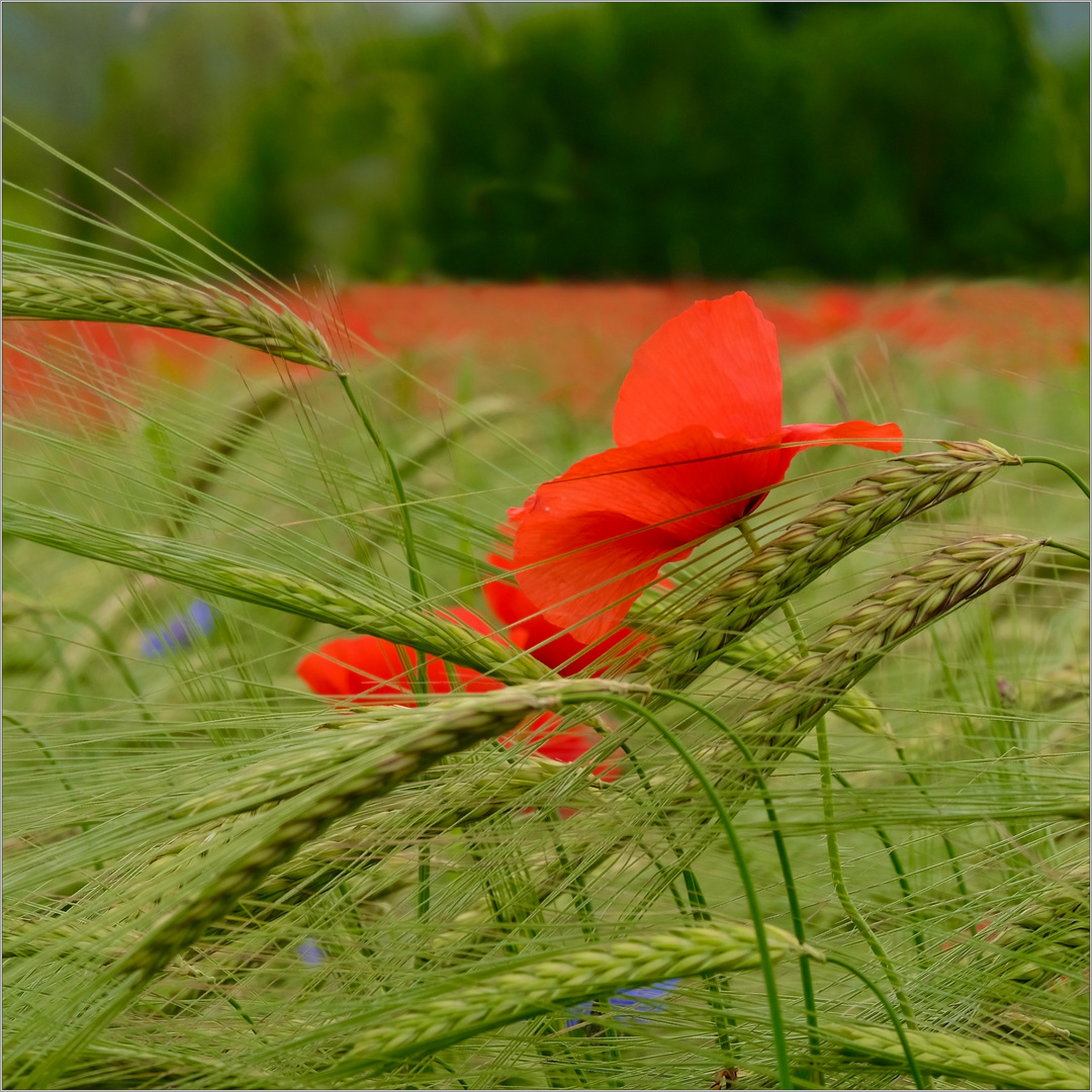 poppies and ears